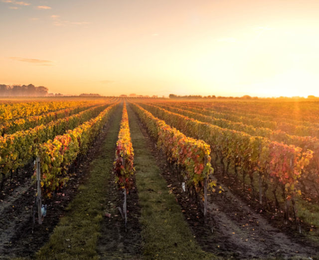 Les vignes sont intégrées au jumeau numérique global comme l'ensemble des installations de production et de stockage.